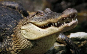 Read more about the article Дезоморфин или что такое крокодил